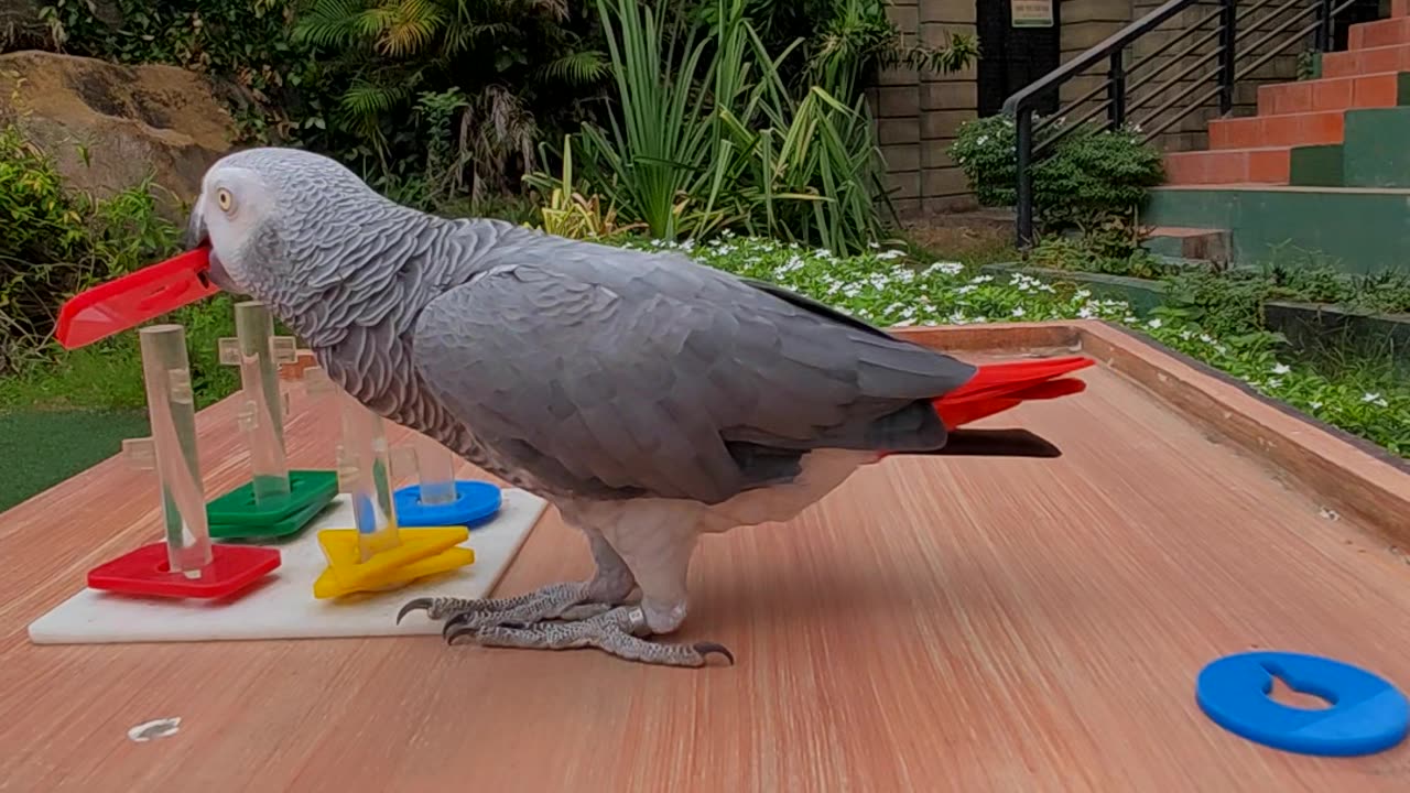 Parrot Stacks Items Based on Color and Shape
