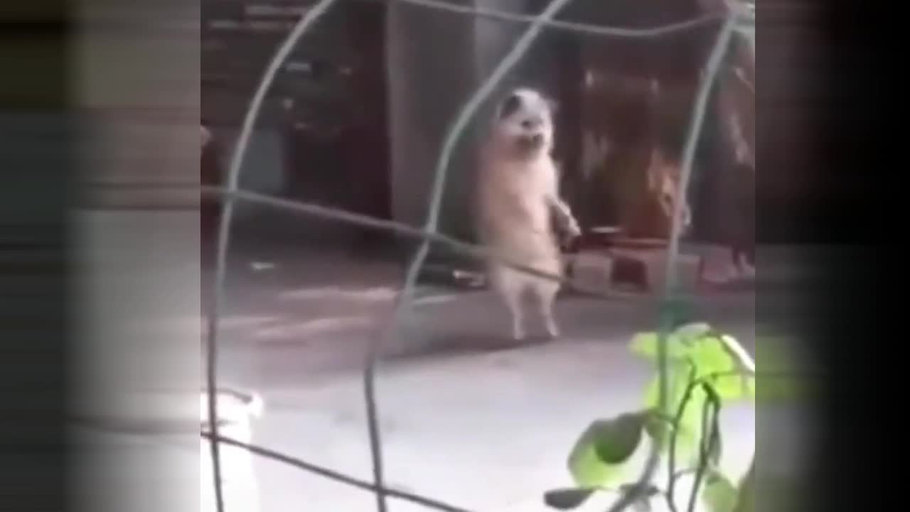 funny dance of dog