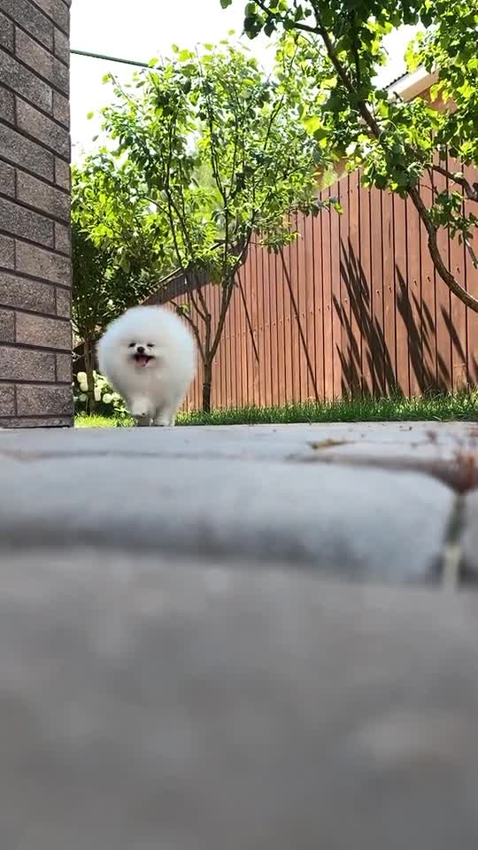 Silly Dogs to Make You Laugh | Funny Pet Videos