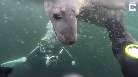 Cat in the sea 😱