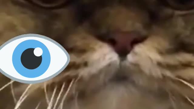 FUNNY ANIMALS VIDEOS TRY NOT TO LAUGH 🤣 | FUNNY CATS | FUNNY DOGS |