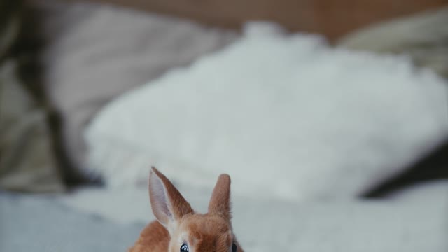 The smallest rabbit in the world