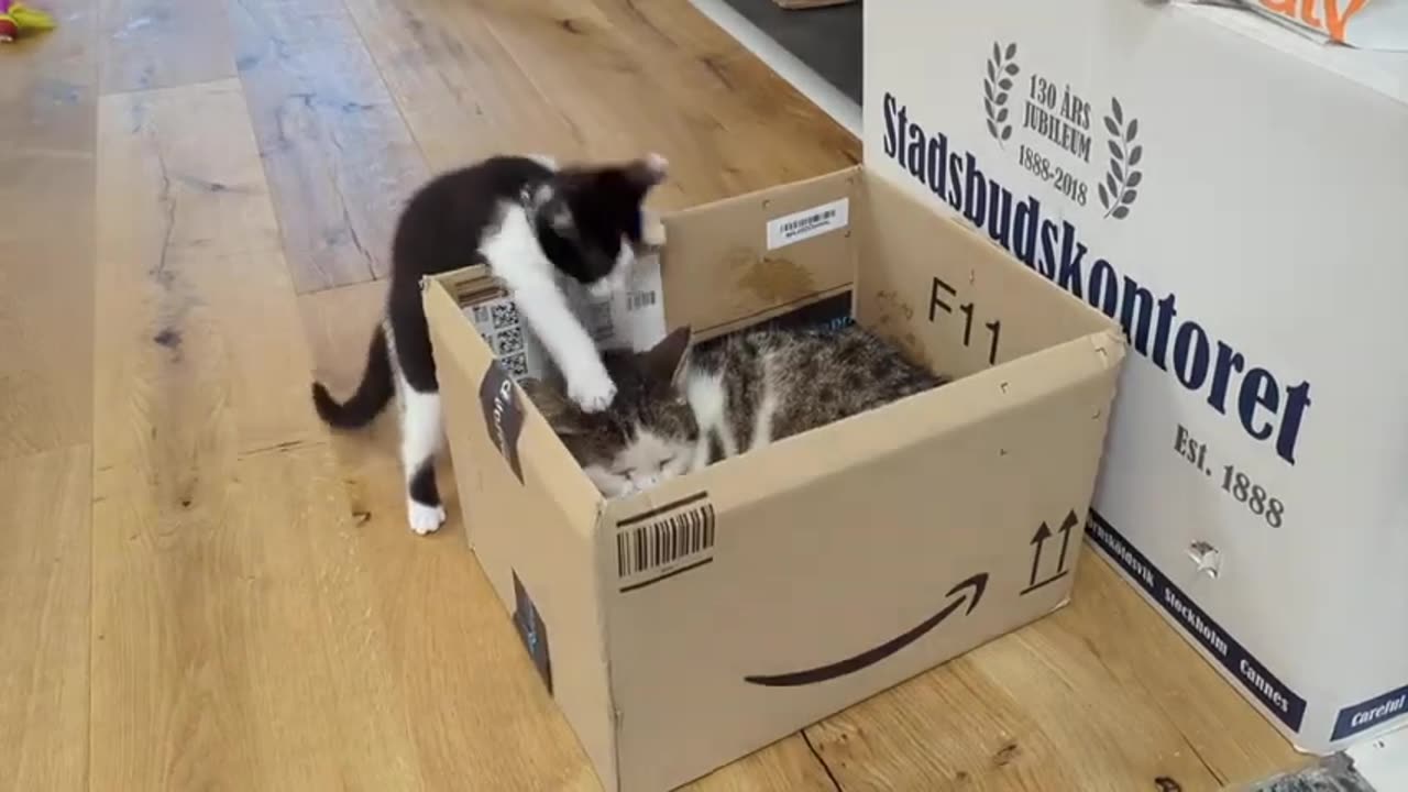 Mother Cat & Kid in Box