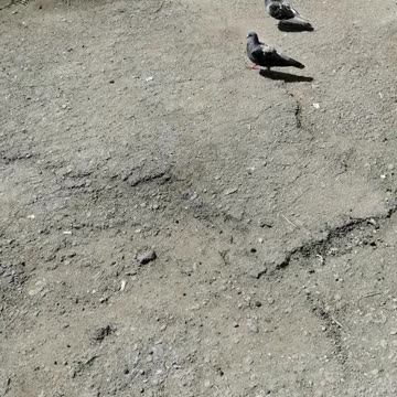Pigeons walk in summer weather.