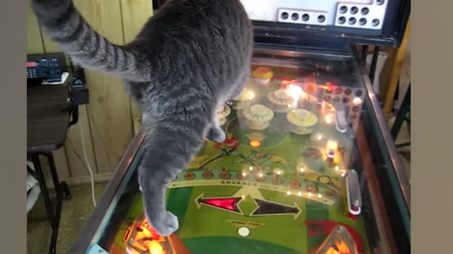 Funniest Cat Videos