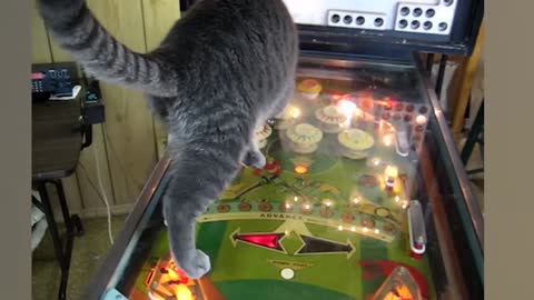 Funniest Cat Videos