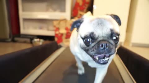 cute pug on treadmill