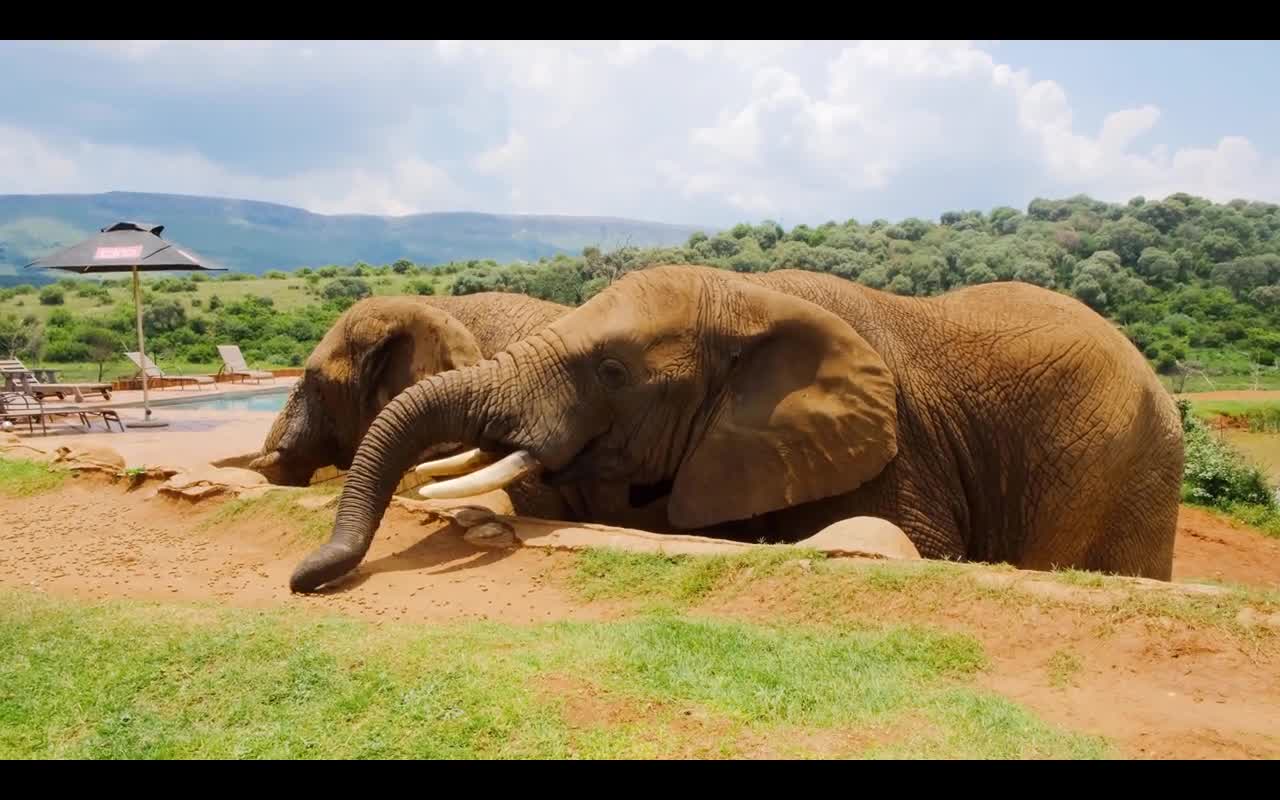 elephants are eat ground nuts