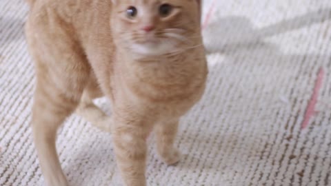 The cutest cat you will ever see❤️❤️