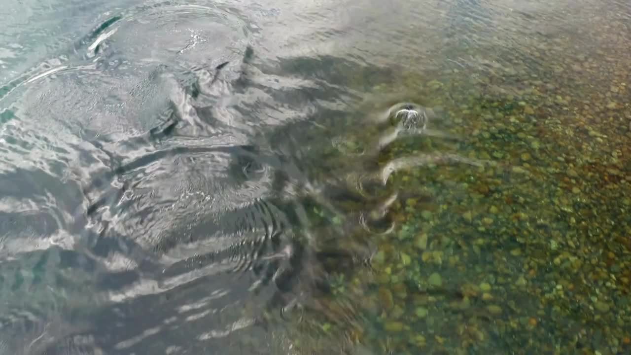 Aerial shot of Peale's dolphins also known as Lagenorhynchus australis