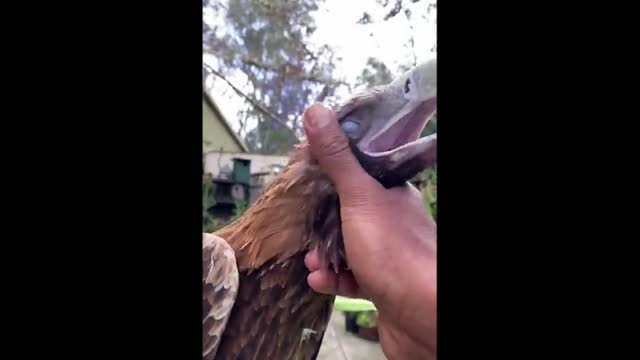 Funny video