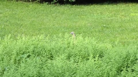 Wild Turkey Mama With Her Adorable Babies