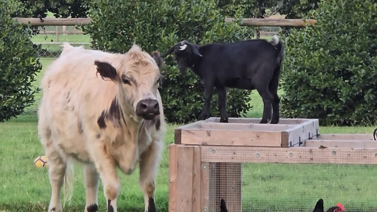 Goat Jumps On Cow's Back