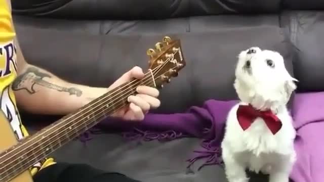 The master plays the guitar and the dog sings