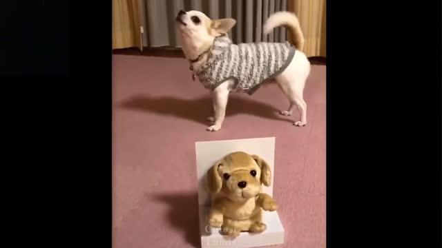 Cute And Funny -Pets Compilation