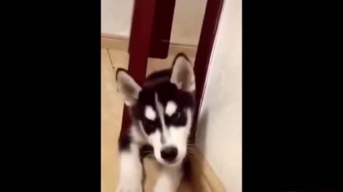 Best Funny Animals Videos Compilation _ Latest _ Cutest