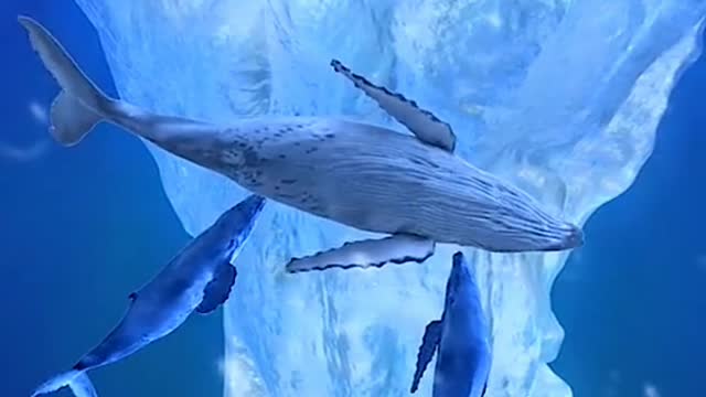 dance of the whales