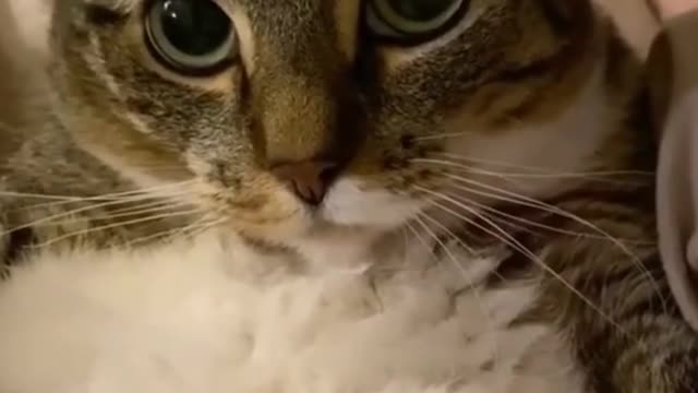 Funny cat eing massaged