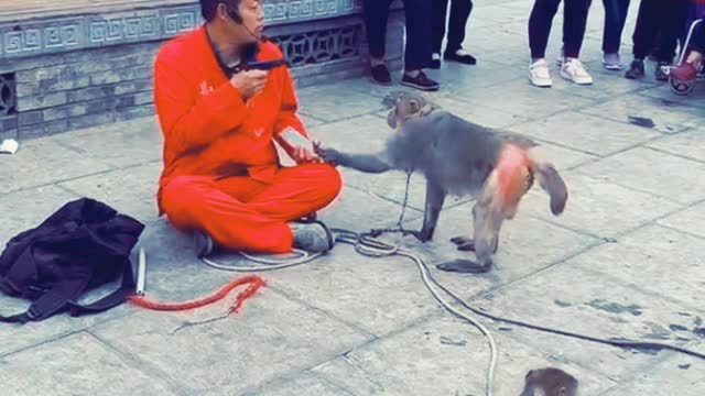 Just Amazing Video Funny Monkey Viral Video