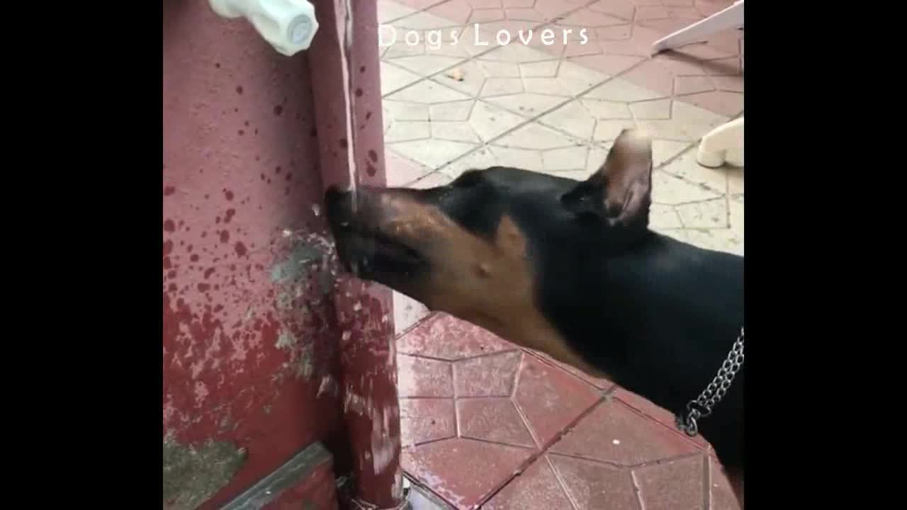 Dog Drinks From The Water Faucet in The Garden House