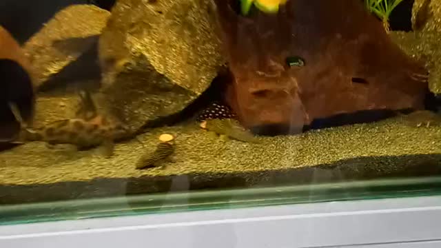 Tank with all pleco and ancistrus