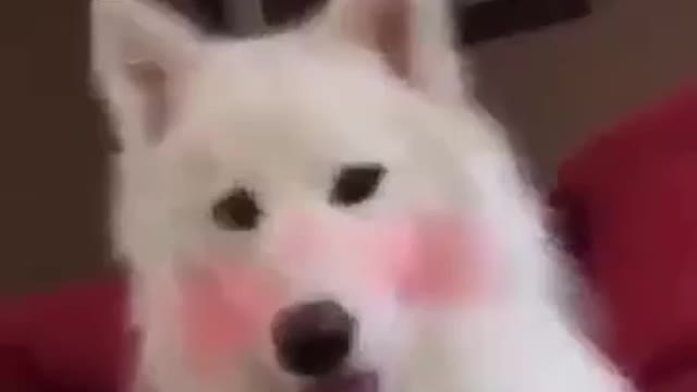 cute dog with red cheek filter