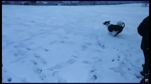 COOL OFF : WATCH DOGS HAVING A BLAST IN THE SNOW.