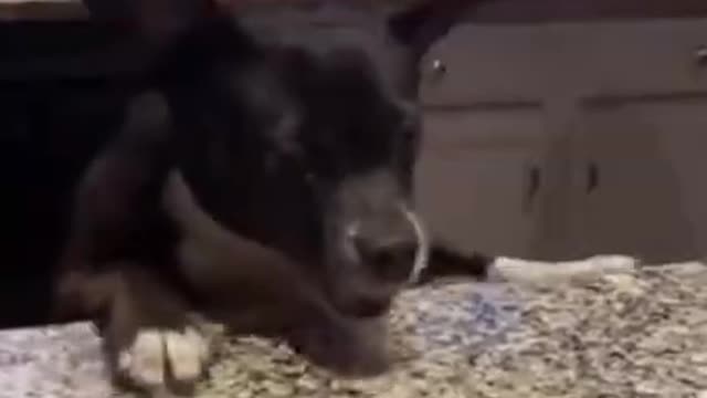 🤣Very cute and funny Dog - Try not to laugh! 🤣