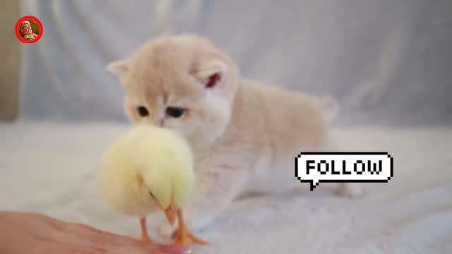 Kittens walk with a tiny chicken