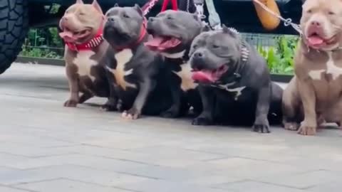 American bully dog attitude WhatsApp status #dog #