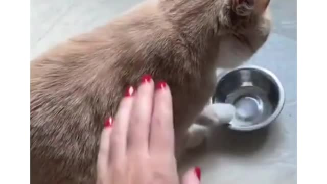 Human, My bowl is empty, Cat need food