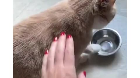 Human, My bowl is empty, Cat need food