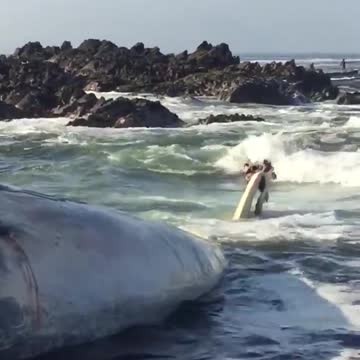 Huge Whale Washes Ashore Dead On Chile Beach