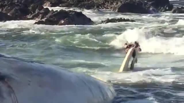 Huge Whale Washes Ashore Dead On Chile Beach