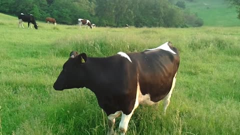 Kids,these nice guys make your milk! Cow Video