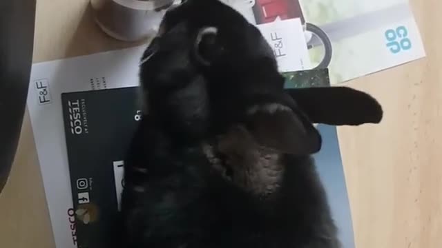 Black bunny licking side of candle