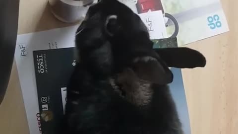 Black bunny licking side of candle