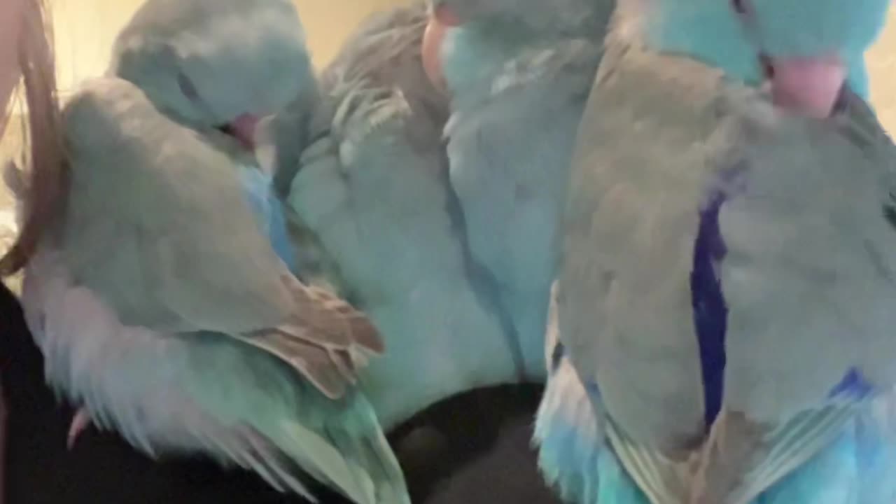 Little Parrotlets Snuggle Together