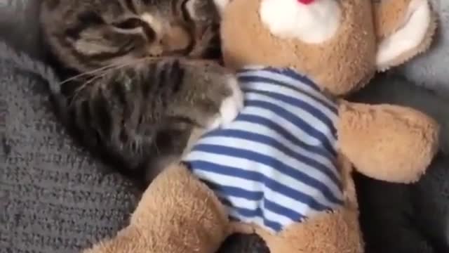 Cat want teddy in his bed