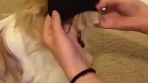 They are so cute dogs. I love them so much