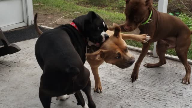 Triple doggo problems