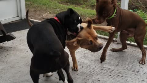 Triple doggo problems