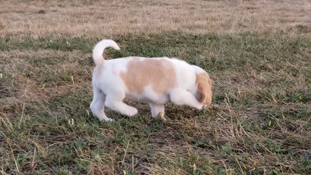 Holly 6wk