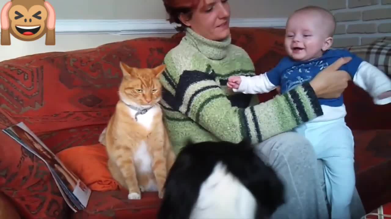 Funny Babies Laughing Hysterically at cat