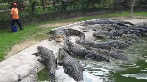 Hungry Crocodiles family.