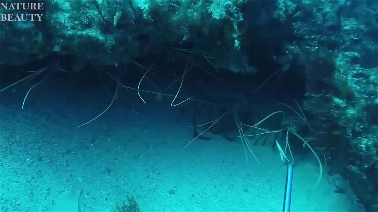 Amazing Catch Giant Lobsters