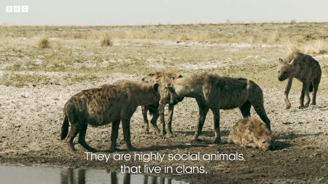Have We Got It Wrong About Hyenas? | Dynasties II | BBC Earth