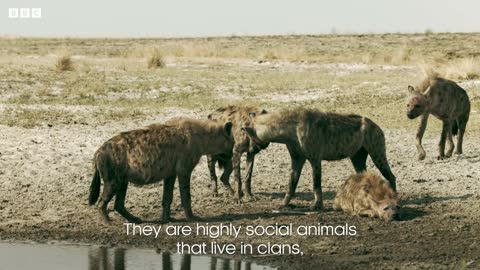 Have We Got It Wrong About Hyenas? | Dynasties II | BBC Earth