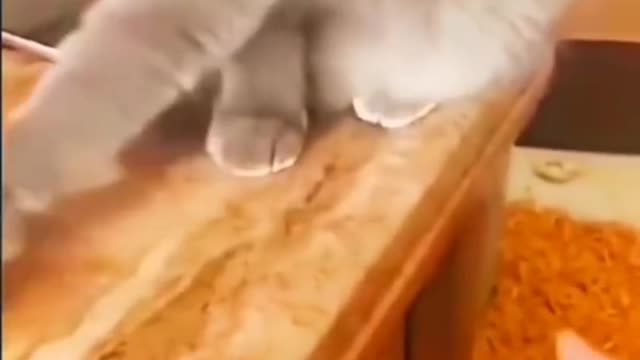 Funny Animals video 😅😅😅