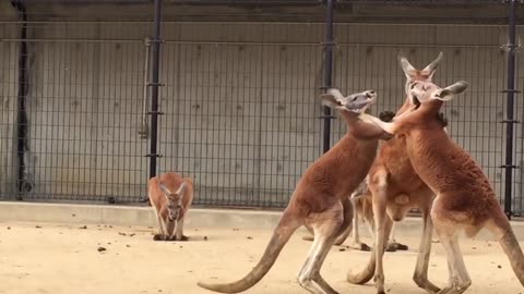 Kangaroo life style